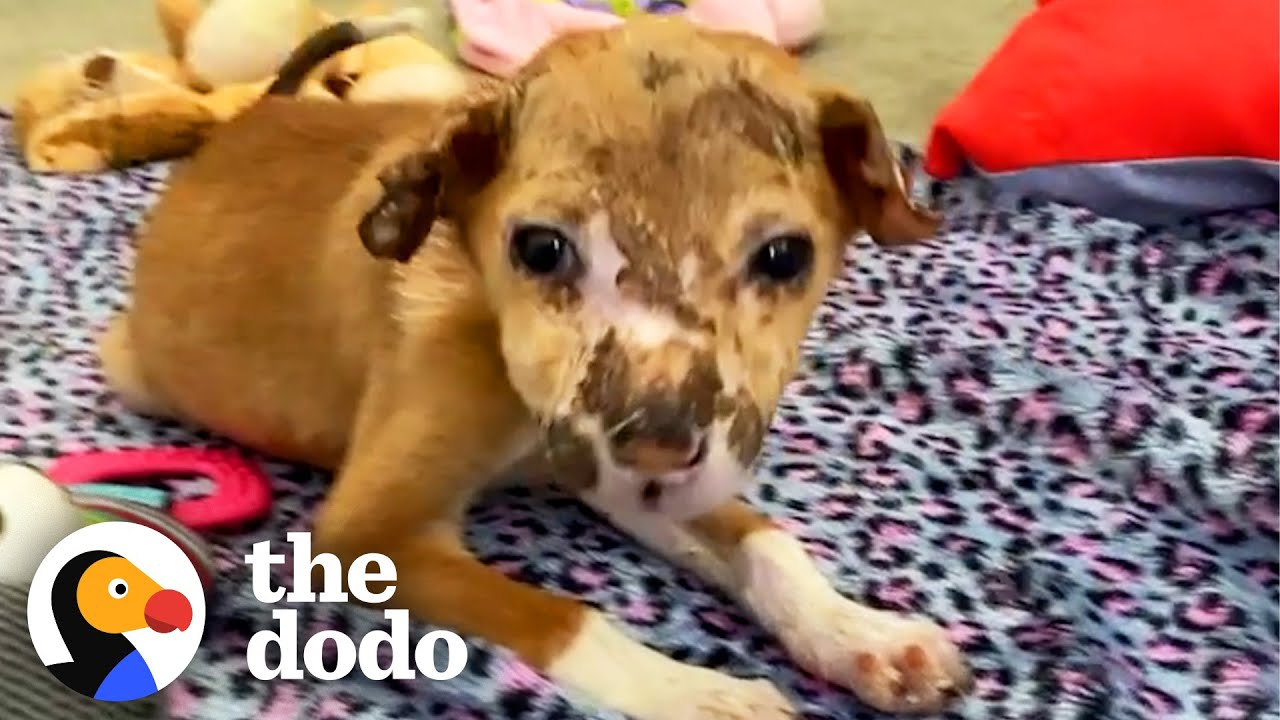 Street Puppy Runs Into Her New Dad’s Arms