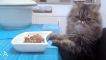 Table Manners For Cats In 5 Easy Steps