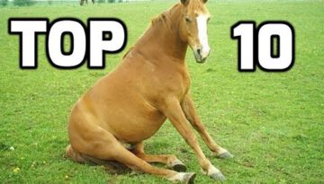 Top 10 Funny Horses Compilation