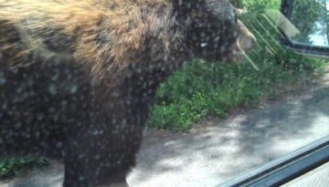 Wild Bear Opens Door