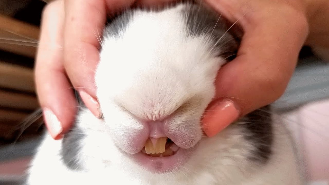 Woman stops putting her rabbit in cage. Here’s the first thing he did to her.