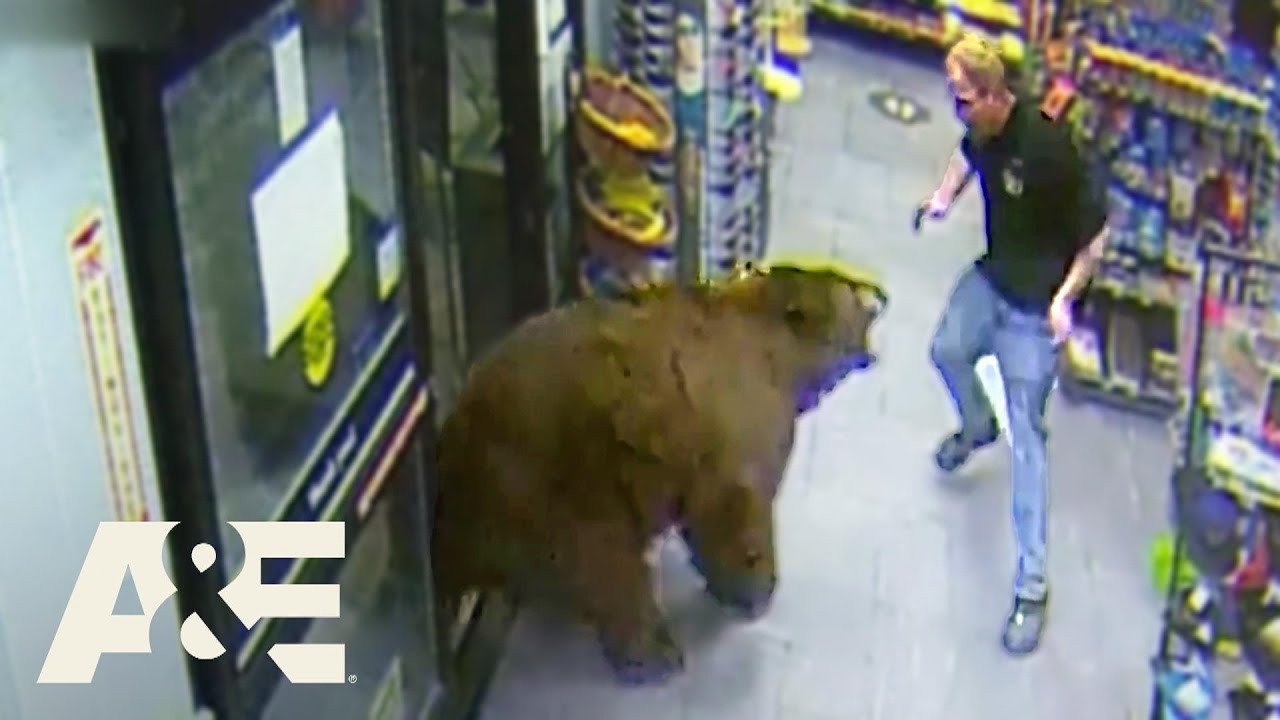 500-Pound Bear Is a Repeat Candy Thief