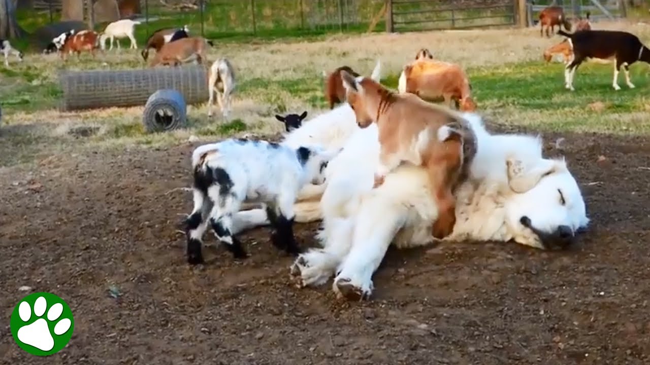 Baby Goats Jumping On Sleeping Great Pyrenees