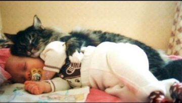Cats and Babies Cuddling