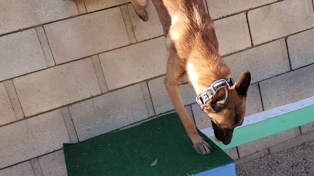 Dog Dominates Obstacle Course