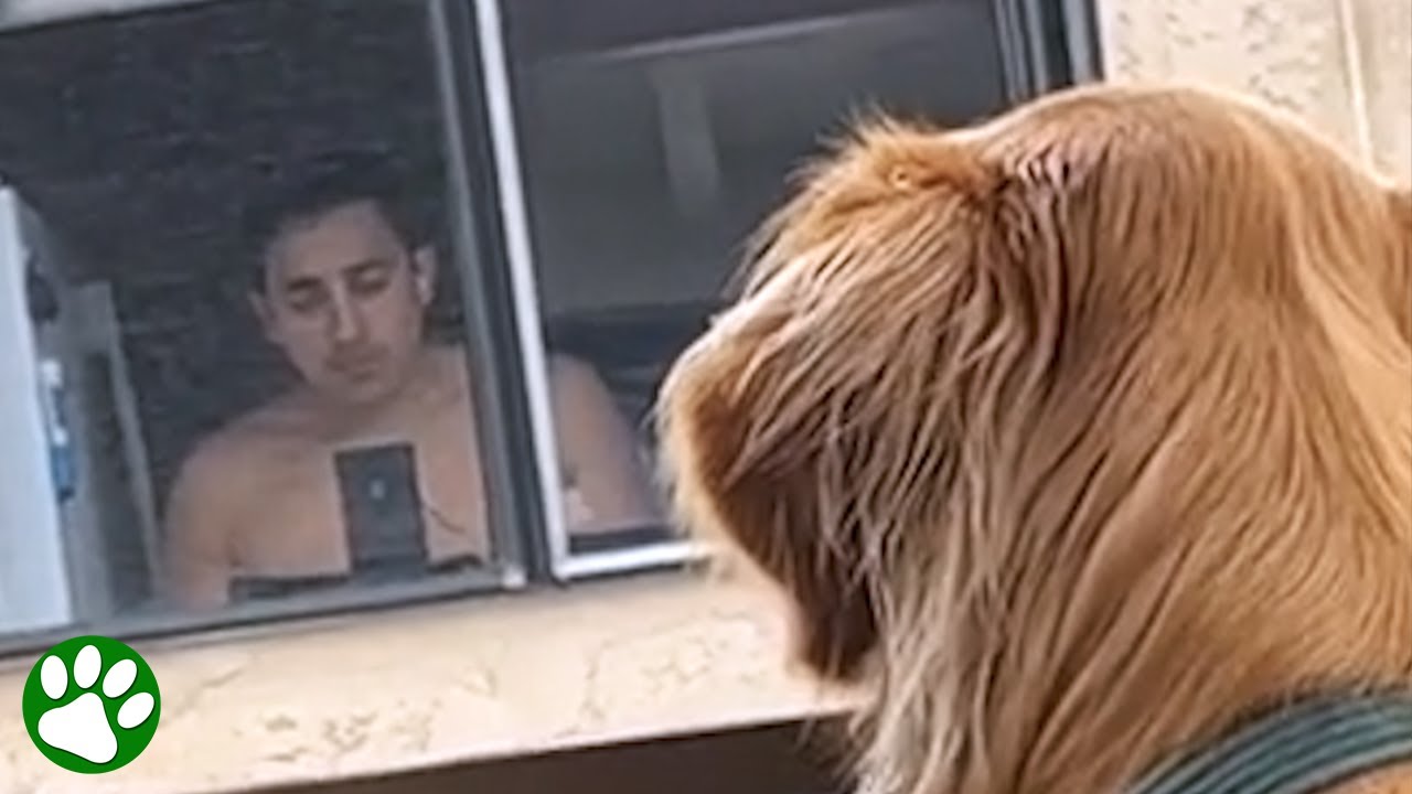 Dog Finally Gets to Meet the Neighbor He Fell in Love With From Across the Street