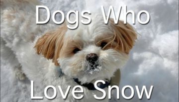 Dogs Who Loves Snow