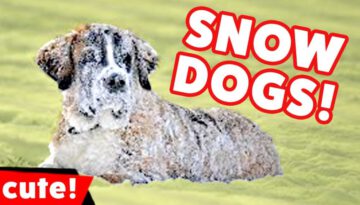 Funniest Dogs Playing In Snow