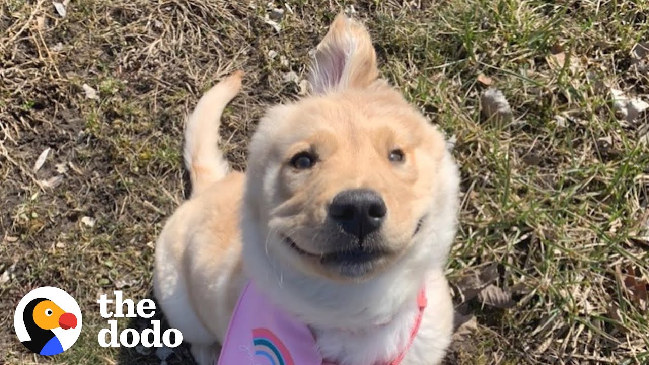 Golden Retriever Who Looks Like A Unicorn Saved Her Mom’s Life