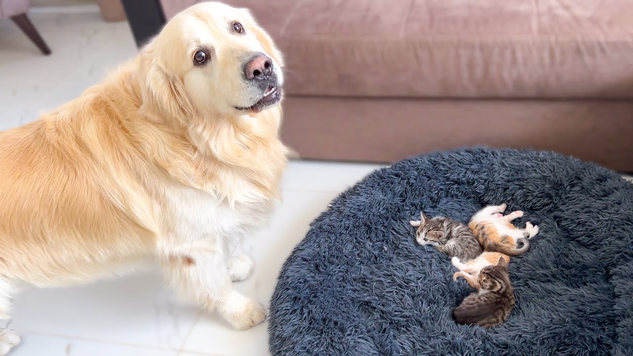 Golden Retriever’s Many Reactions to Kittens in His Bed