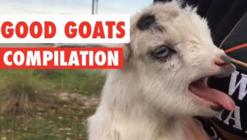 Good Goats Video Compilation 2016