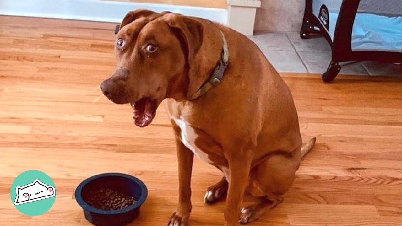 Goofy Wide Eyed Dog is a Good Listener