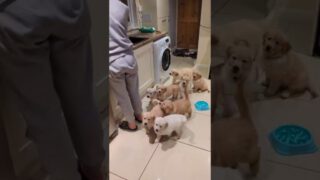 Hilarious Hungry Golden Retriever Babies