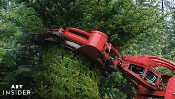 How Christmas Trees Are Harvested