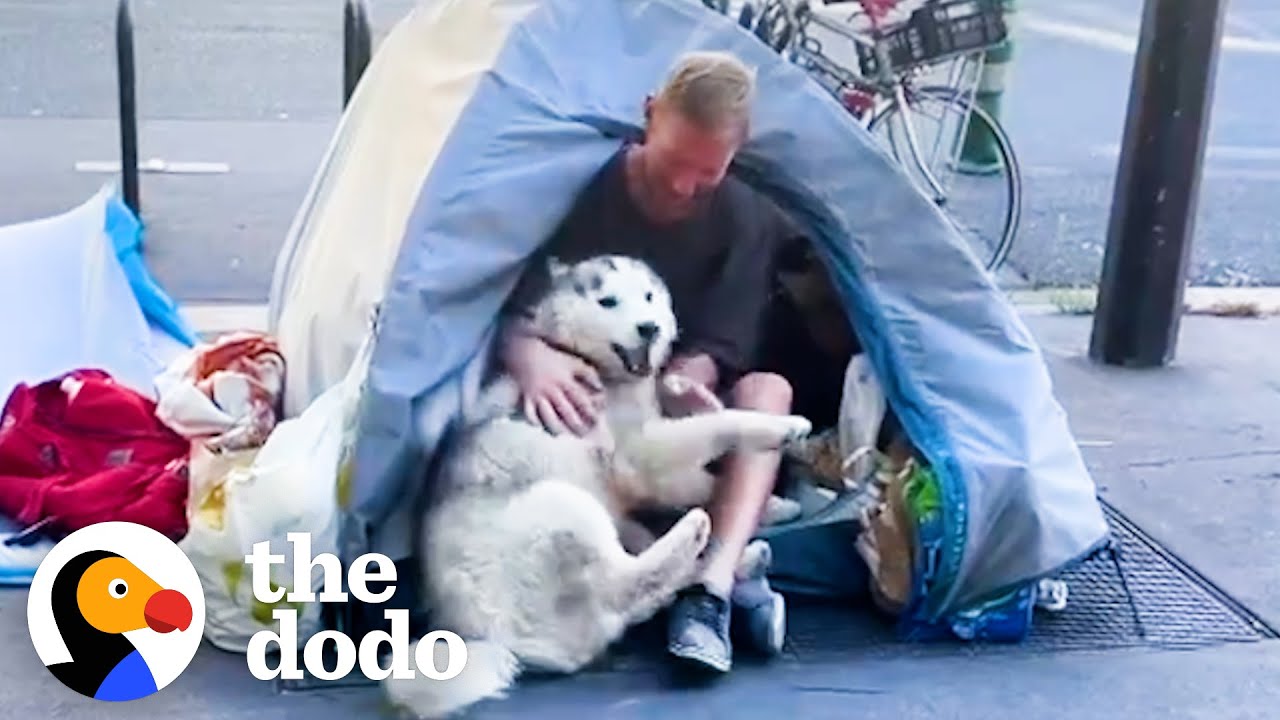 Husky Becomes Obsessed With Man Living On The Street In Paris