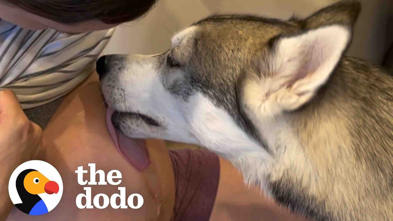 Husky Patiently Waits Next To Moms Belly To Finally Meet His Little Brother