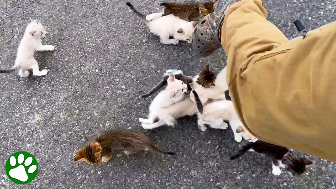 Man Is Ambushed by 13 Homeless Kittens