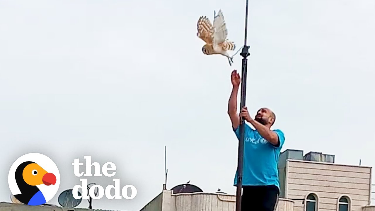 Owl Is So Grateful To Be Rescued By Kind Man