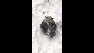 Panda Playing in the Snow