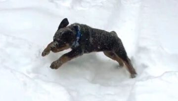 Puppies Playing in Snow