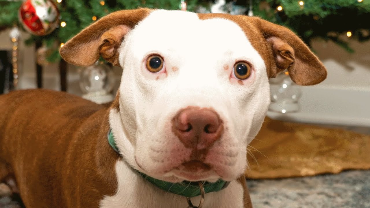 Wife Surprises Husband With a Dog. His Response Was Perfect.