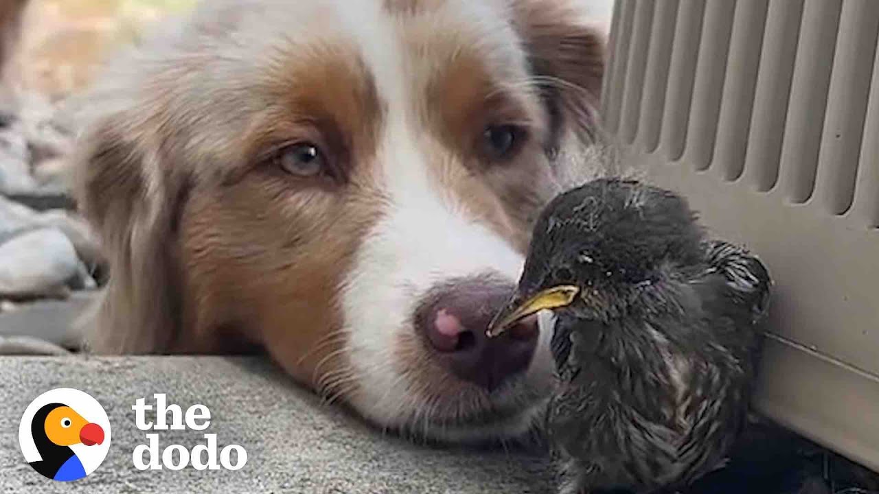 Wild Bird Visits The Woman That Rescued Her Every Single Morning