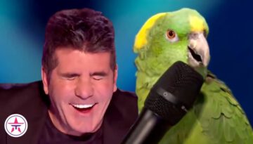 10 FUNNIEST Animal Auditions EVER On Got Talent!