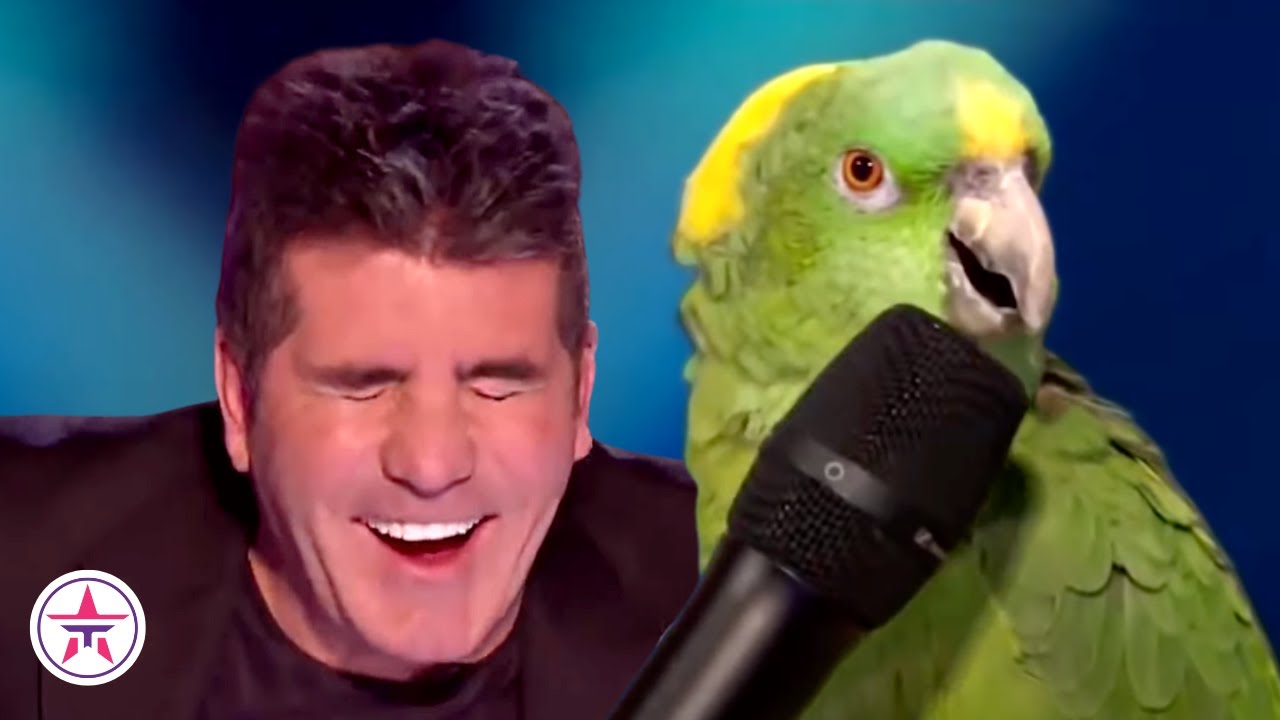 10 FUNNIEST Animal Auditions EVER On Got Talent!