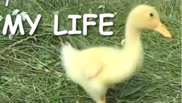 A Duck’s Life