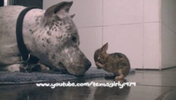 Adorable! Pit Bull CLEANS Baby Bunny