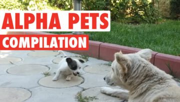 Alpha Pets Compilation