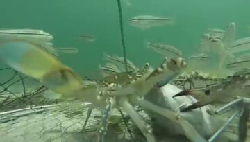 Amazing Crab Net Camera