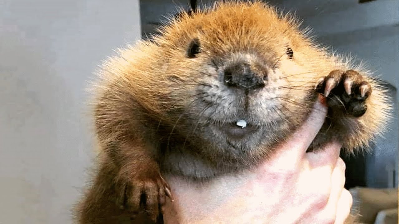 Baby beaver lost her home. This woman adopted her.