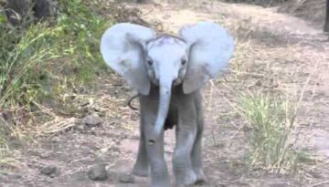 Baby Elephant Charges Car