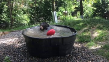 Black Bear Cools Down in a Tub of Water