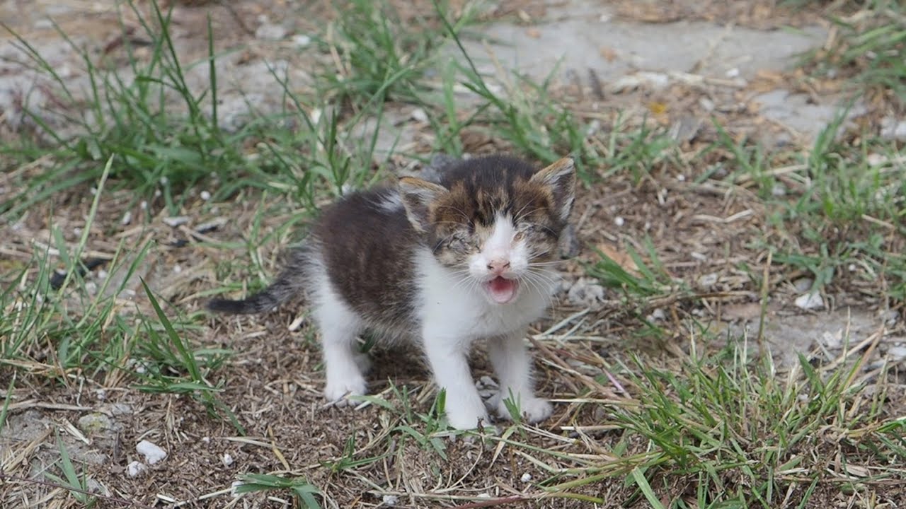 Blind And Sick Kitten Was Crying For Help