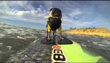 Brandy the Surfing Pug