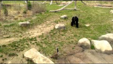 Brave Goose Chases Away Gorilla
