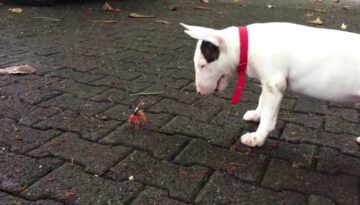 Bull Terrier And a Crab