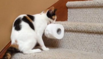Cat Carries Toilet Paper Upstairs