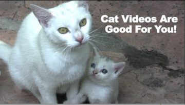 Cat Videos Are Good for You!