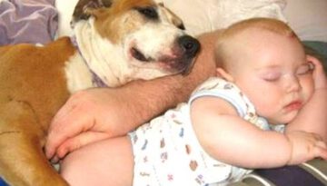 Cats and Dogs Sleeping with Babies Compilation