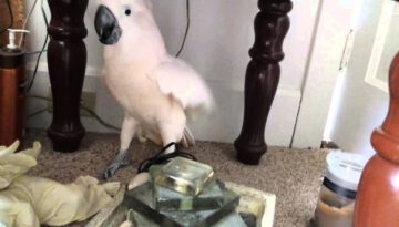 Cockatoo Doesn’t Want to Go the Vet