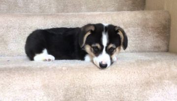 Corgi Puppy Going Down Stairs