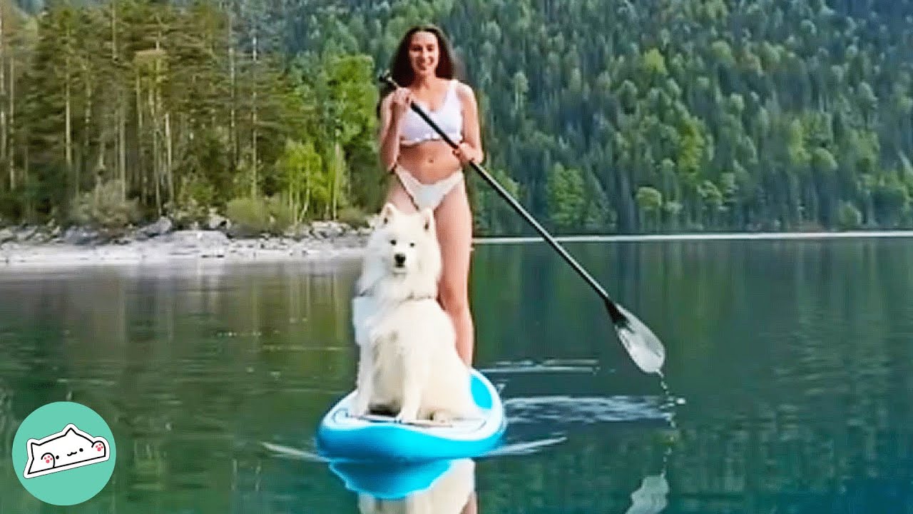 Couple Takes Samoyed Traveling the World and He Loves It