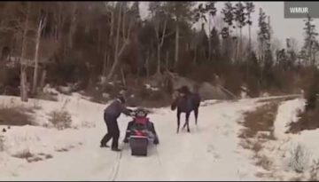 Crazy Moose Attack Couple on Snowmobile