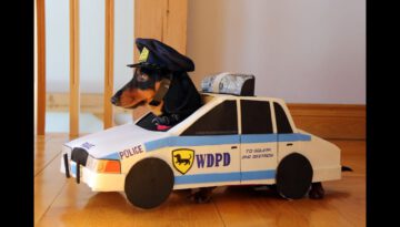 Dachshunds Play “Cops & Robbers”