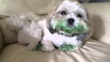 Dog Eats Green Food Coloring