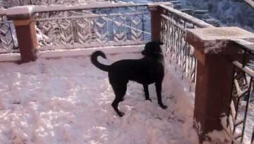 Dog Experiencing Snow for the First Time