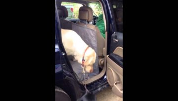 Dog Helps Other Dog out of Car